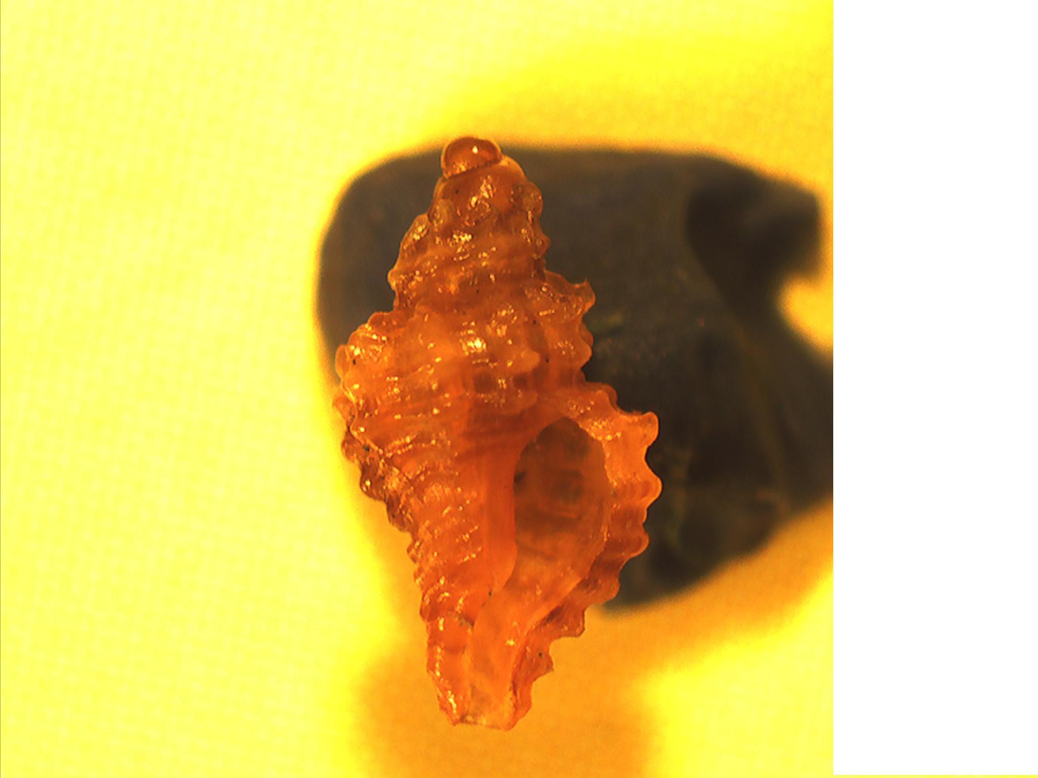 Muricopsis cristata?